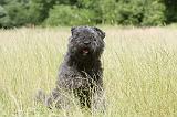 BOUVIER DES FLANDRES 030